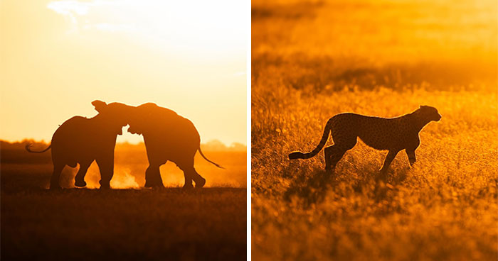 This Photographer Captured 30 Breathtaking Animal Silhouettes At Golden Hour