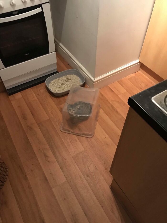 Cat trapped under a plastic container in a kitchen, one of the startling things home service professionals saw at clients' homes.