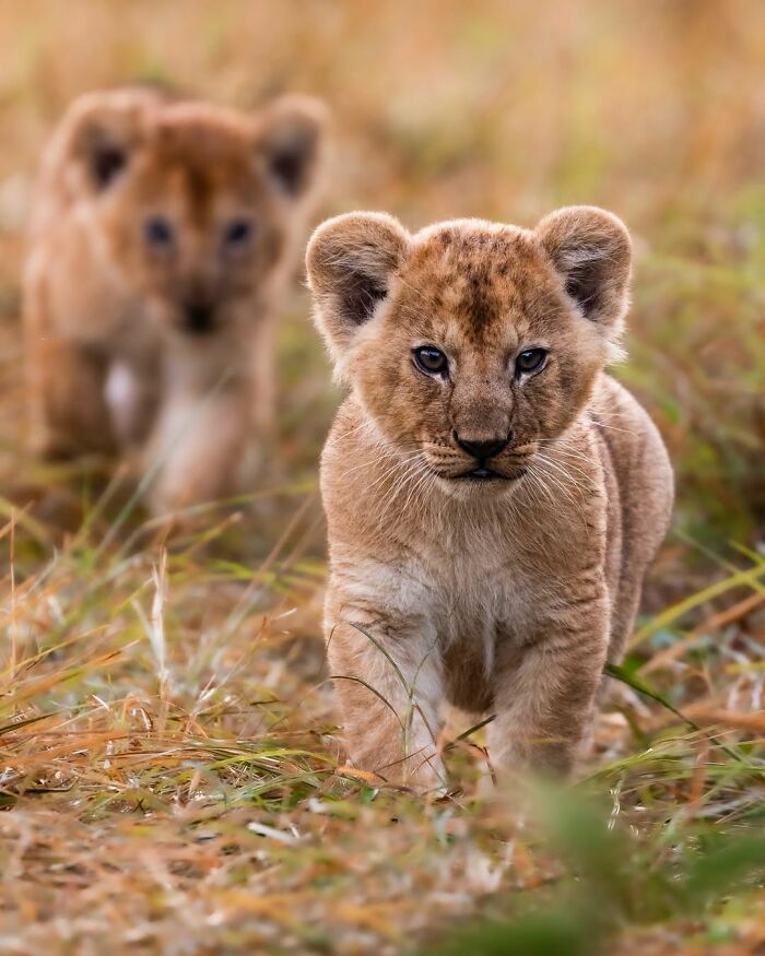 Two lion cubs walking in the grass, showcasing breathtaking moments from the African wild captured by wildlife photography.