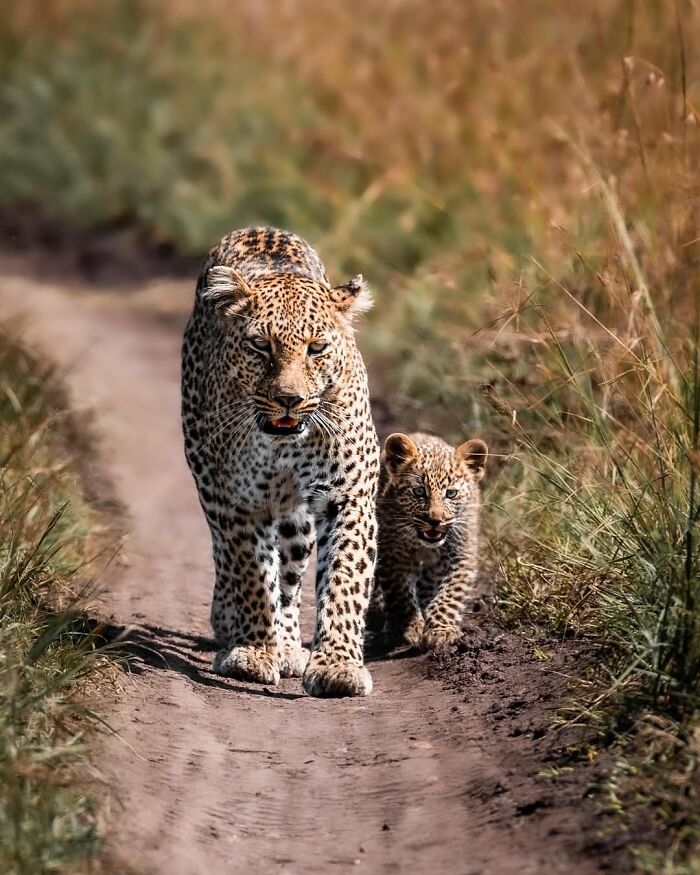 Leopard and cub walking on a dirt path in the African wild, captured by wildlife photographer.