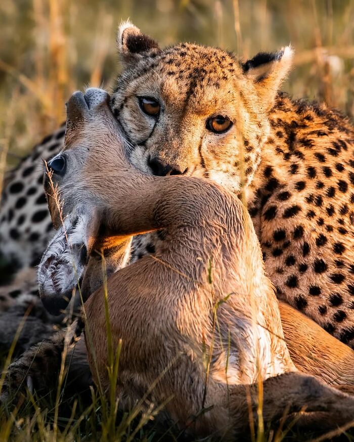 Cheetah hunting an impala in the African wild, showcasing dramatic wildlife moments in natural grassland habitat.