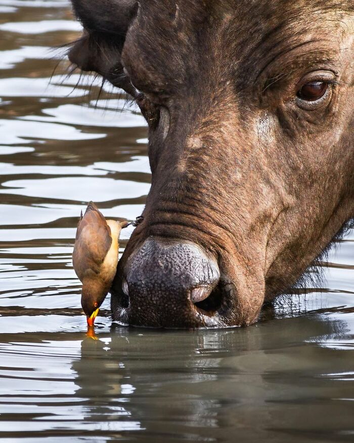 Close-up of an African wild buffalo drinking water with a small bird perched on its snout in the African wild.