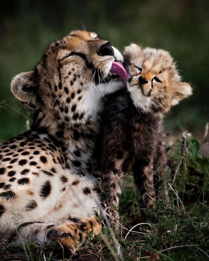 Cheetah mother grooming her cub captured in a breathtaking moment of the African wild by a wildlife photographer.