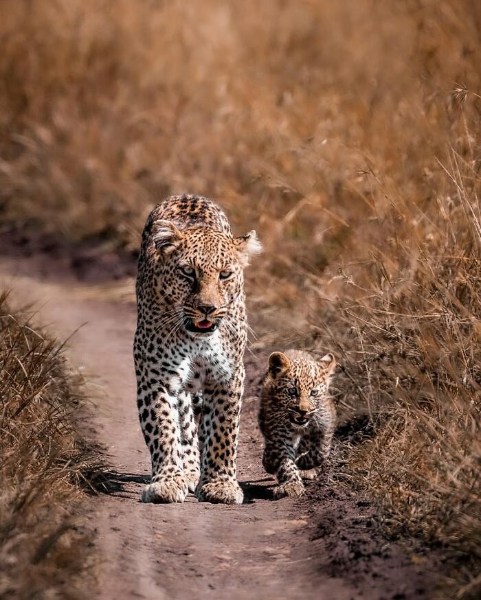 Leopard mother and cub walking on a dirt path in the African wild captured by a wildlife photographer.