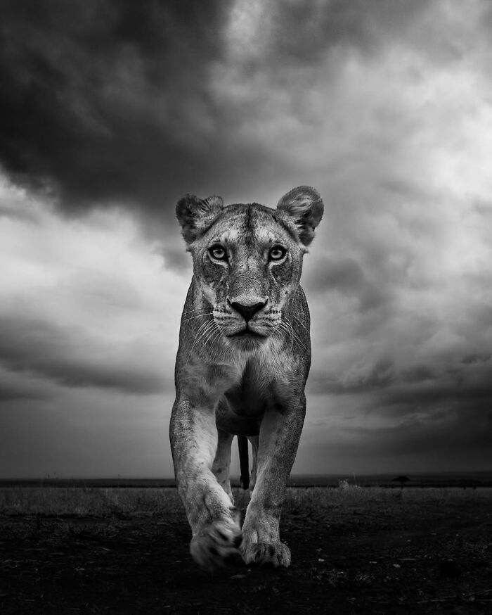 Close-up black and white photo of a lioness walking in the African wild, showcasing wildlife photography and natural beauty.