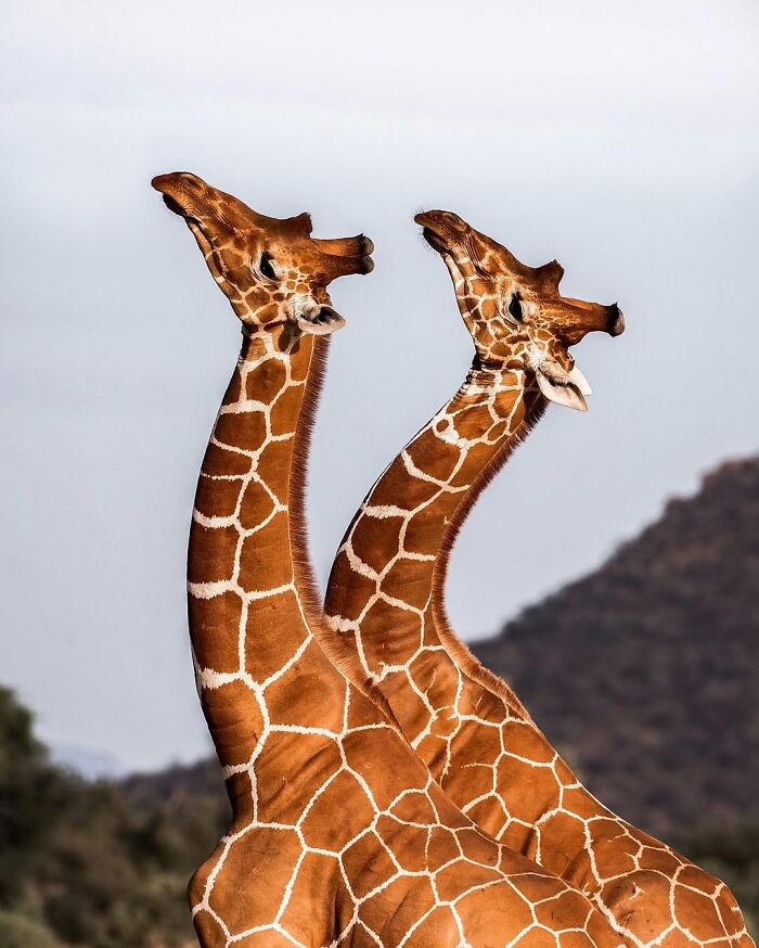 Two giraffes stretching their necks in the African wild captured by a wildlife photographer in a breathtaking moment.