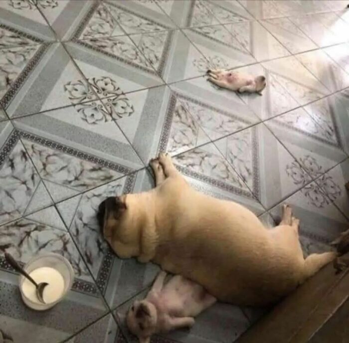 Hilarious moment of a pug lying on patterned floor tiles blending with a small dog head creating an optical illusion.