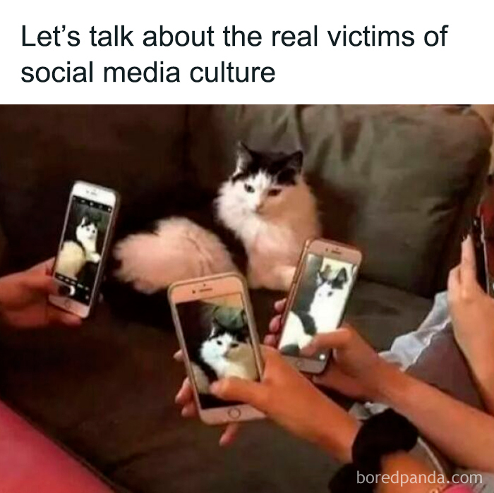 Cat surrounded by multiple phones taking pictures, highlighting funny memes for moments with low energy and social media culture.