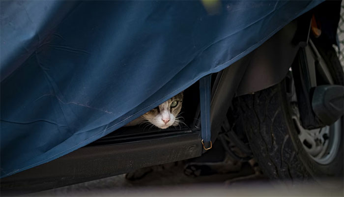 Cat peeking out from under a blue cover near a tire, disappearing for days before the neighbor adopted him.