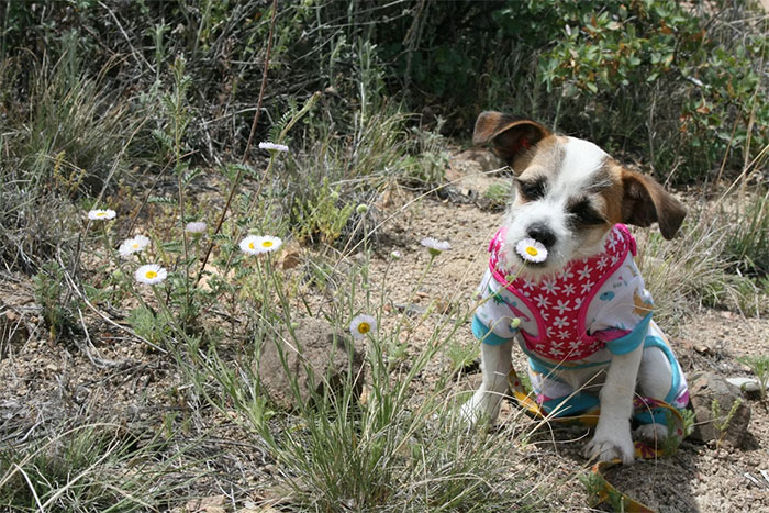 Cachorrinho com roupas coloridas sentado na grama seca com flores, capturando um momento humorístico relacionado à vingança do genro.