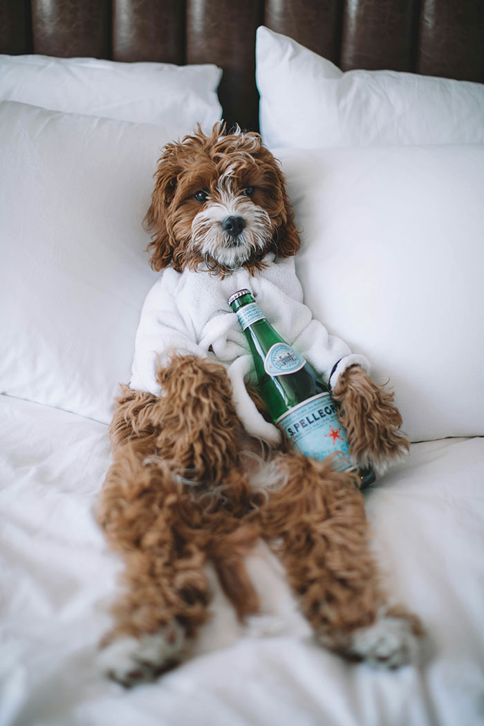 Cachorro marrom pequeno com um roupão branco deitado na cama segurando uma garrafa de água, ilustrando o conceito de humor de vingança da MIL e do genro.