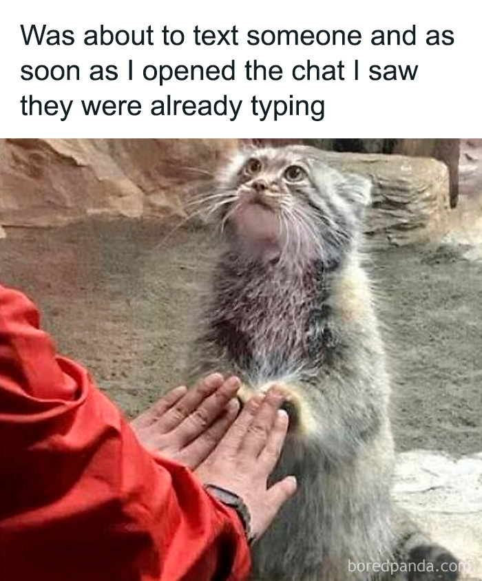 Cute and sweet animal meme showing a surprised fluffy animal reacting to someone typing in a chat conversation.