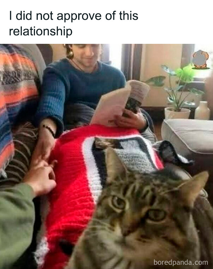 Tabby cat looking displeased in front of a couple holding hands, a cute and sweet animal meme to make you smile today.