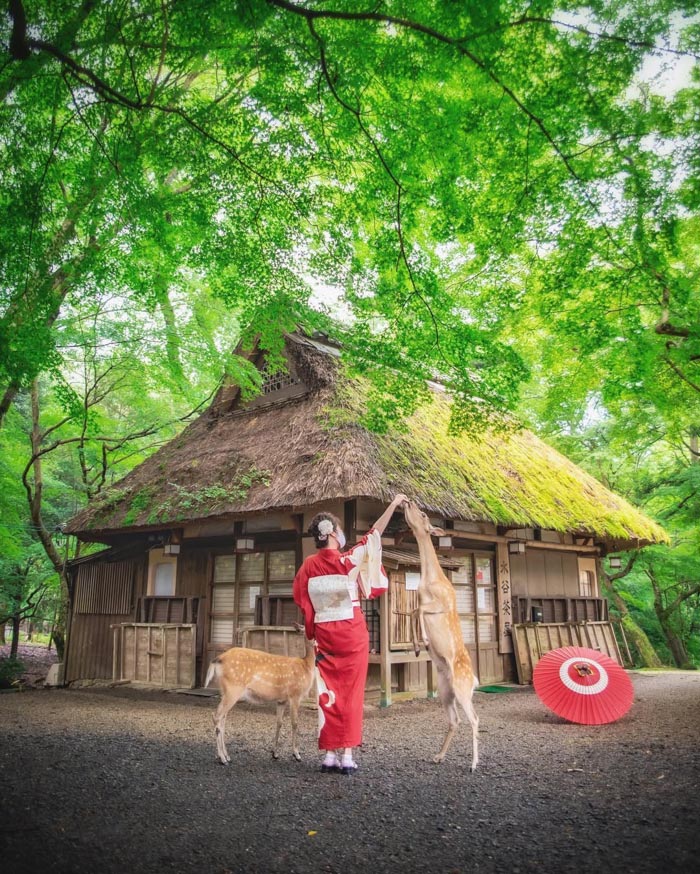 Person in red traditional kimono feeding deer near a thatched house surrounded by green trees, representing countries that sleep the most.