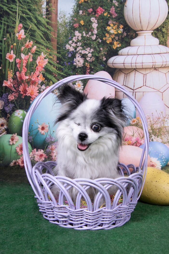 Senior dog sitting happily inside a purple basket with colorful flowers and decorative eggs in the background.