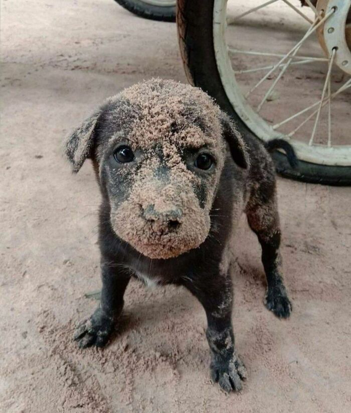 Puppy covered in sand standing on dusty ground near a bicycle wheel, a funny and cute dog photo.