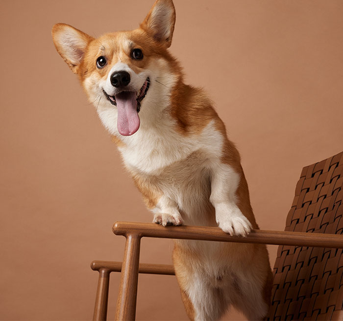Corgi feliz em pé em uma cadeira de madeira com a língua de fora, capturando um momento lúdico para MIL correr para a história do padre.