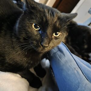 sarahpalkowski avatar