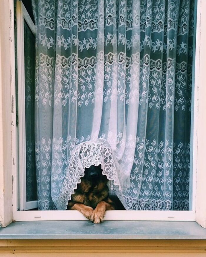 Adorable dog peeking out of a window behind lace curtains, resting paws on the windowsill in a cozy home setting.
