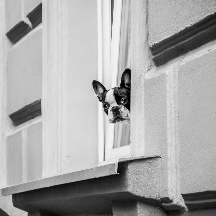 Black and white dog peeking out of a window, showcasing adorable dogs caught peeking out of windows moments.