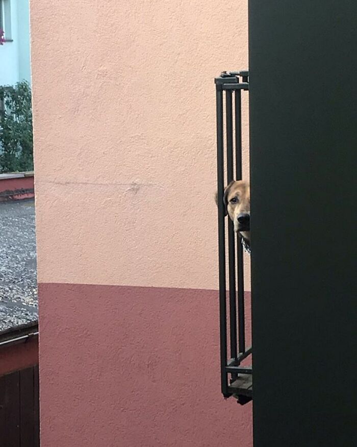 Dog peeking out of a window from behind a black railing on a two-tone pink and peach wall background.