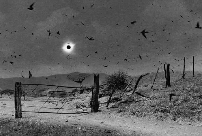 Eerie black and white photograph showing a solar eclipse, barren gate, and birds flying over a desolate landscape in history of humanity.