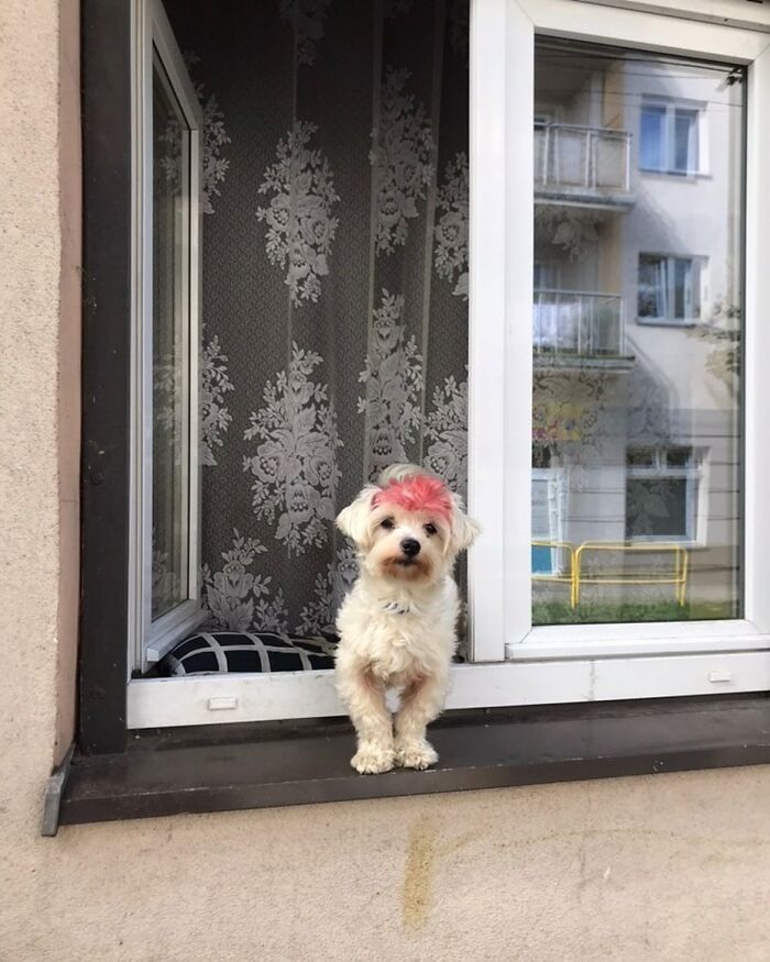 Small adorable dog with a pink patch on its head peeking out of a window in an urban setting on an Instagram page.