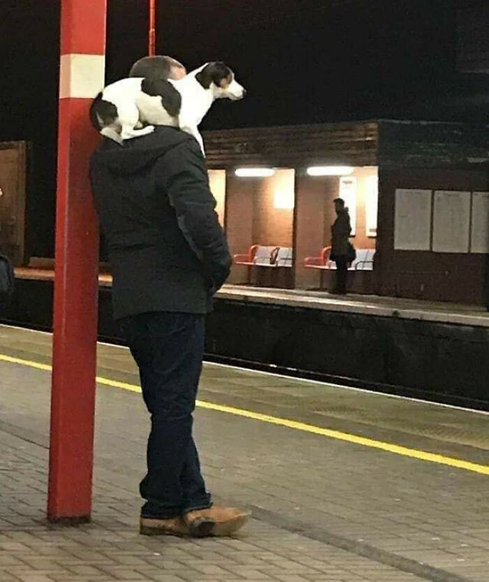 Man standing at train station platform with a dog humorously perched on his shoulders in a hilarious moment caught on camera.