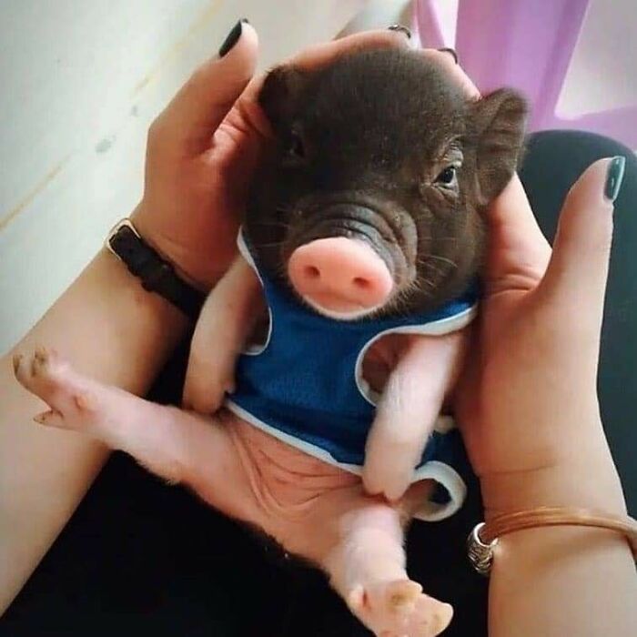 Adorable small piglet in a blue outfit being gently held, capturing a hilarious moment with important animal images.