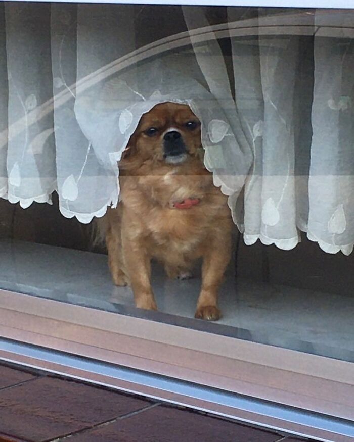 Small adorable dog peeking out of a window behind delicate white lace curtains on a home windowsill.
