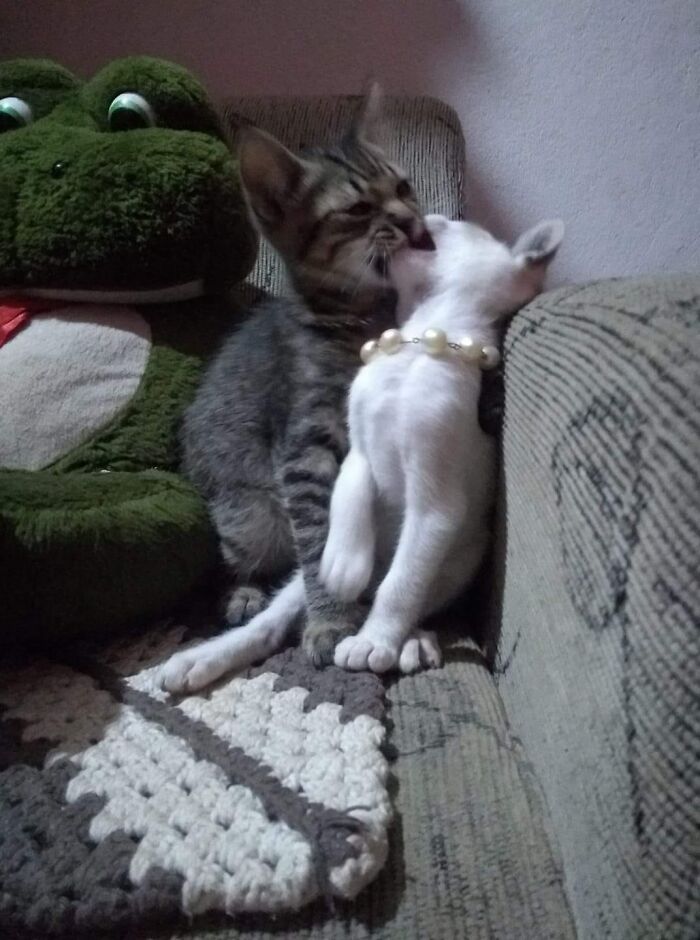 Two kittens playfully interacting on a couch, showing a hilarious moment caught on camera with a plush frog nearby.