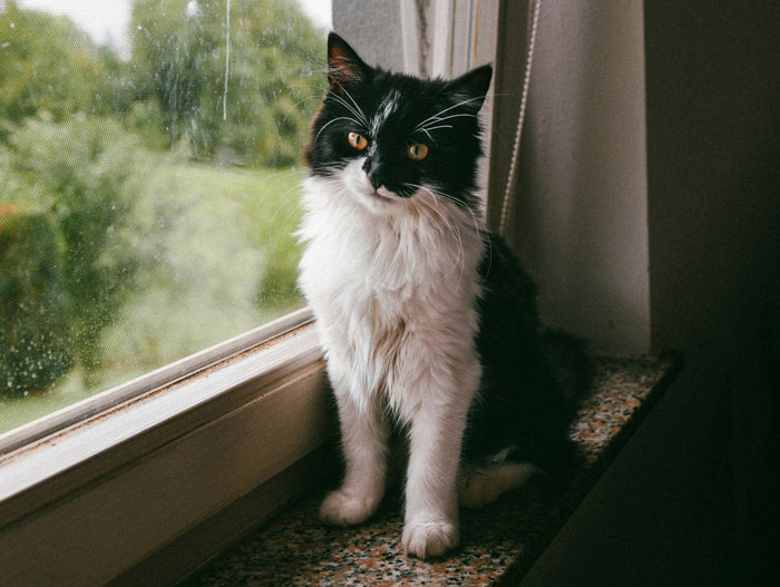 Black and white cat sitting on a windowsill looking outside, showing borderline creepy intelligence and curiosity.