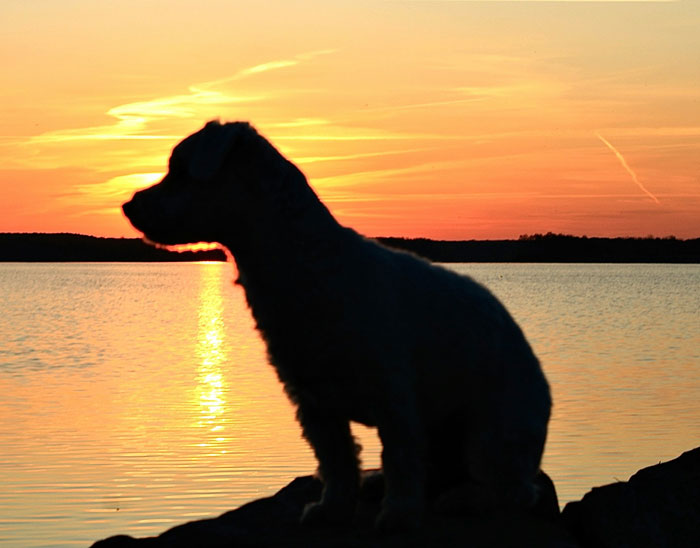 Silhouette of a dog by the water at sunset, highlighting moments when people were so smart it was borderline creepy.
