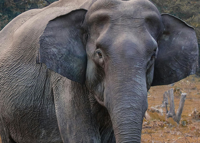 Close-up of an elephant in a natural setting, illustrating one of 51 people's most wacky stories hoping to be believed.