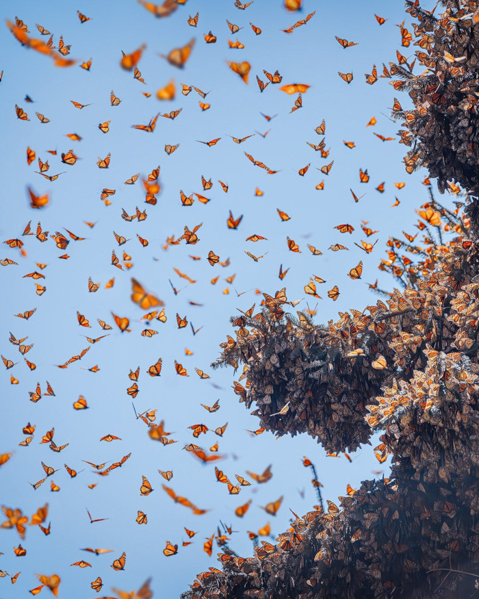 Monarch butterflies filling the sky above clustered trees, illustrating fun facts about Mexico migration.