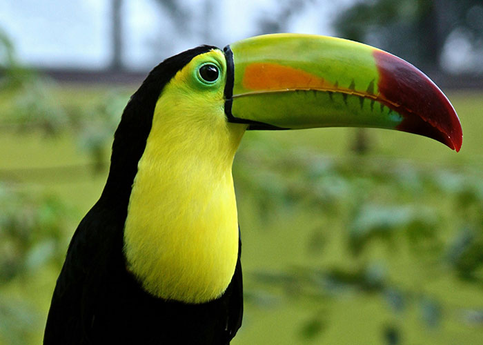 Close-up of a toucan with a colorful beak, representing one of 51 people sharing their most wacky stories.