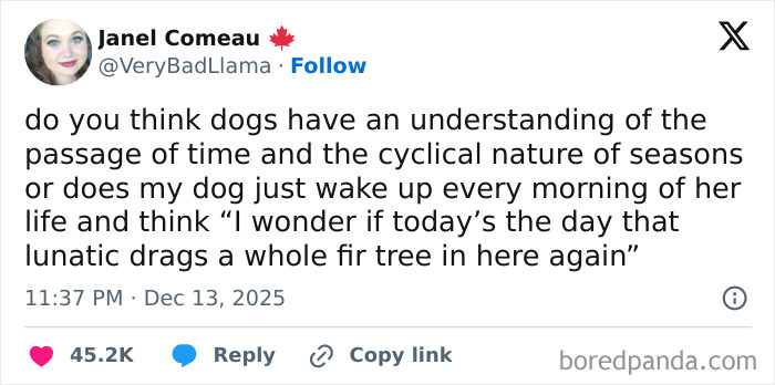 Funny screenshot showing a tweet about a dog confused by a whole fir tree inside, highlighting humor and distractions.