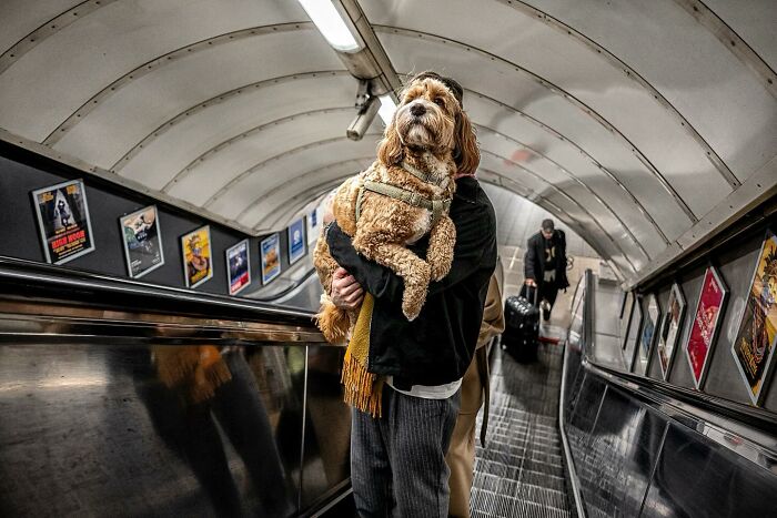 Person holding a dog on an escalator, candid street photo capturing tender moments and humanity in an urban setting.