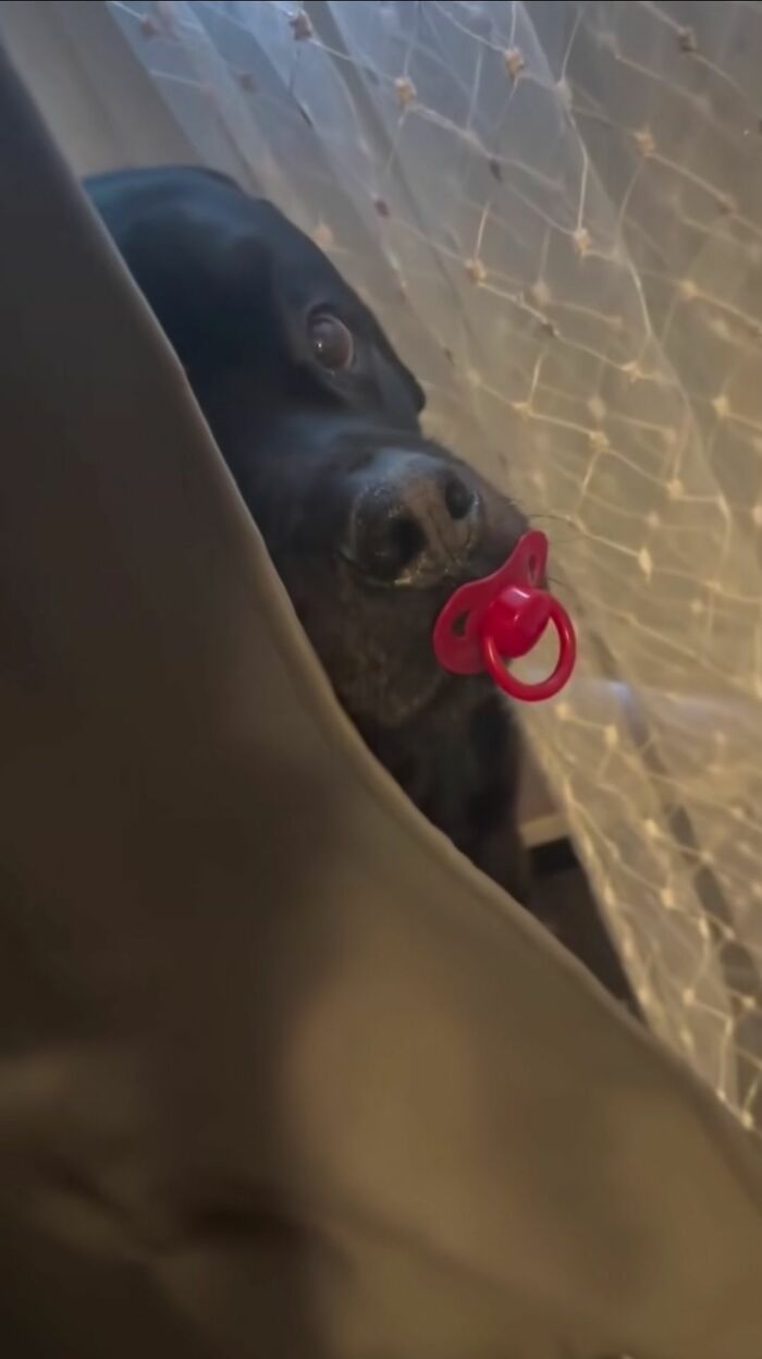 Black dog peeking out with a red pacifier in its mouth, creating a funny and cute dog photo moment.