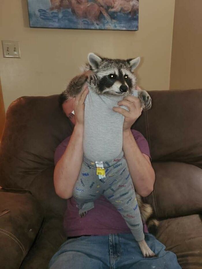 Man holding a raccoon dressed in human clothes, showcasing important animal images of sweet human-animal bonds.