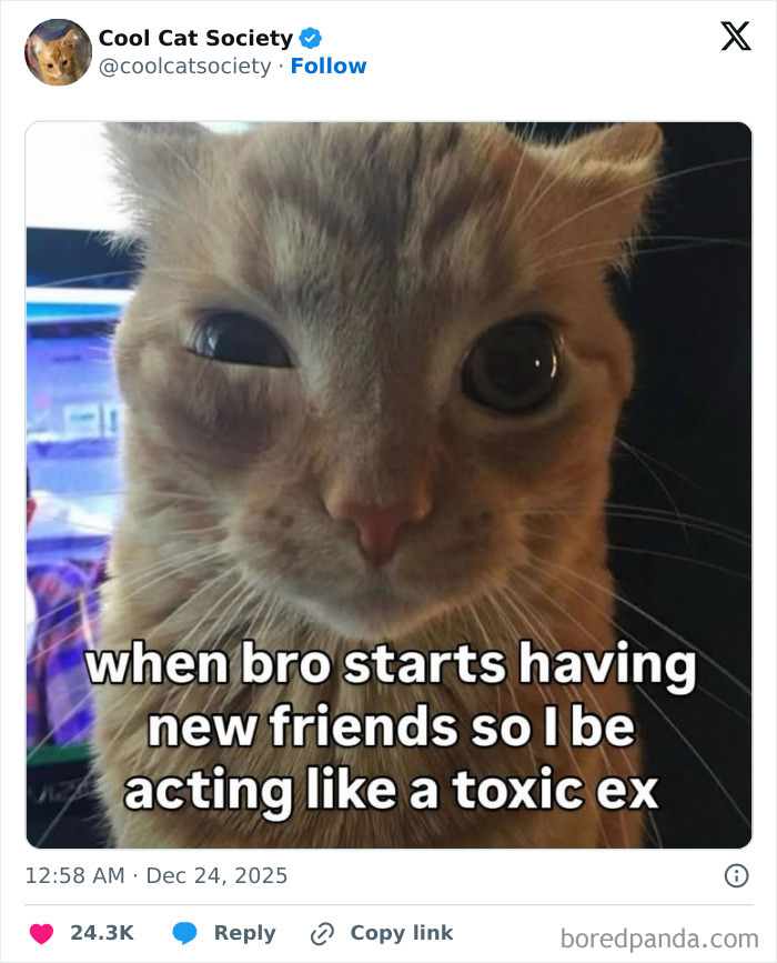 Close-up of an orange cat making a funny face with a meme about acting like a toxic ex, highlighting funny cat memes.