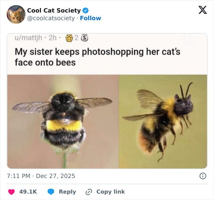Photoshopped bees with cat faces showing funny cat memes celebrating how awesome cats are.