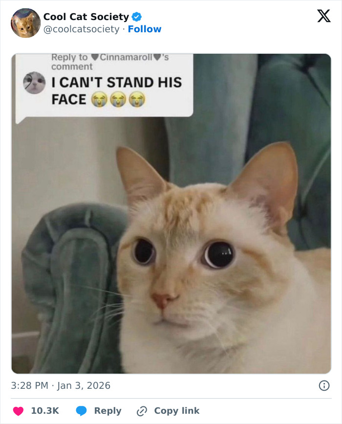 Close-up of a cat with wide eyes sitting on a couch, featured in a funny memes collection about how awesome cats are.