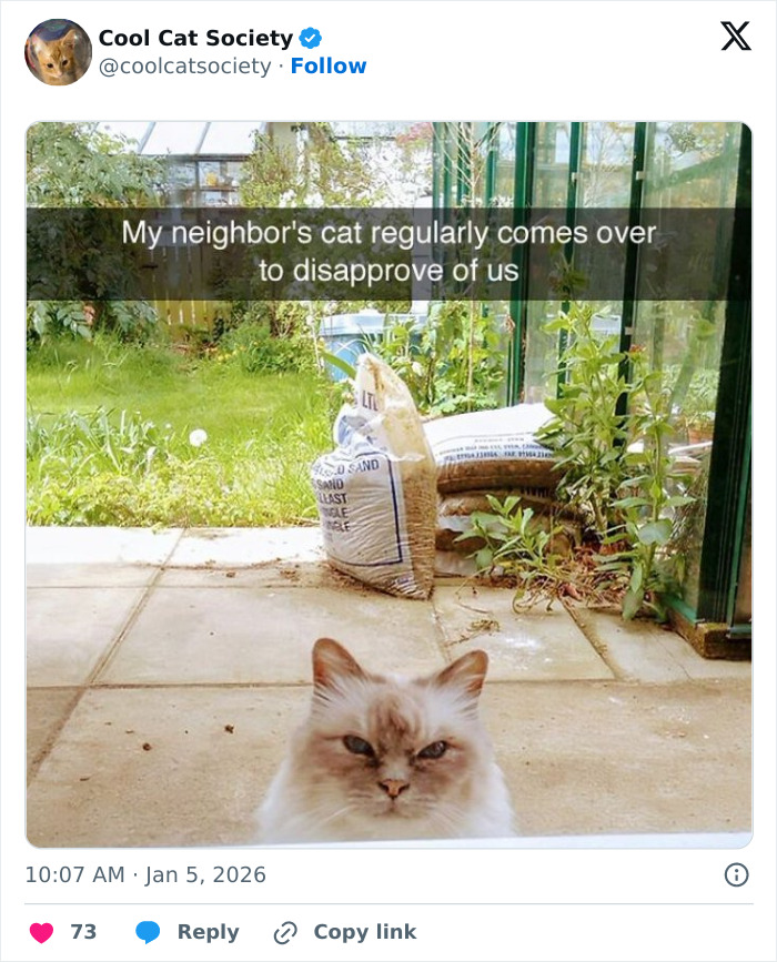 A fluffy cat in a garden looking disapproving, humorously highlighting how awesome cats are in funny memes.
