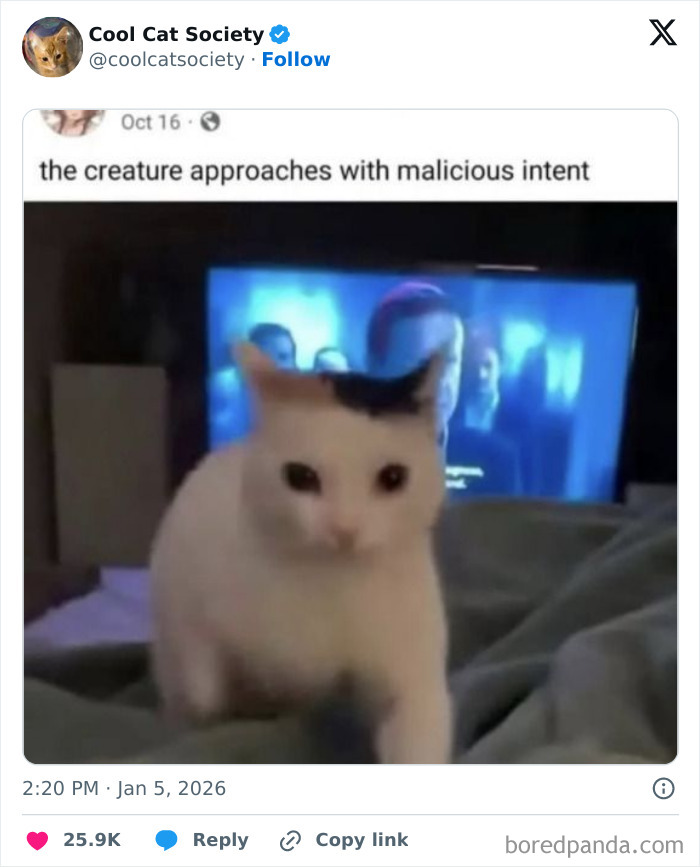 A white cat with a black spot on its head walking toward the camera in a dimly lit room, funny cat meme.