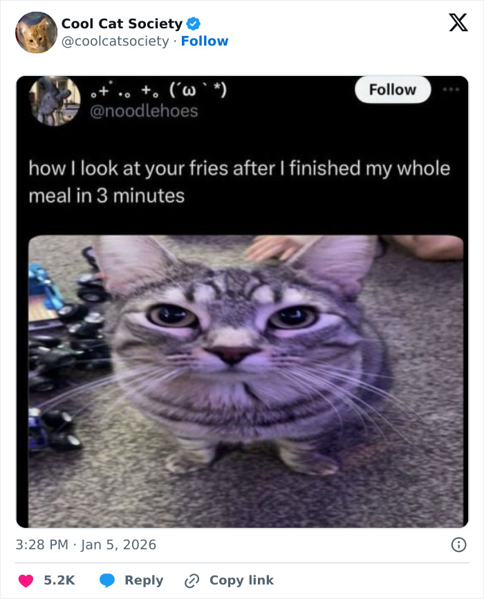 Funny cat meme showing a close-up of a gray tabby cat looking intensely, highlighting how awesome cats are.
