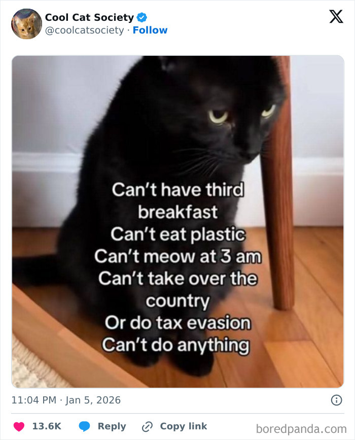 Black cat sitting on wooden floor with humorous text, a funny meme showcasing how awesome cats are in daily life.
