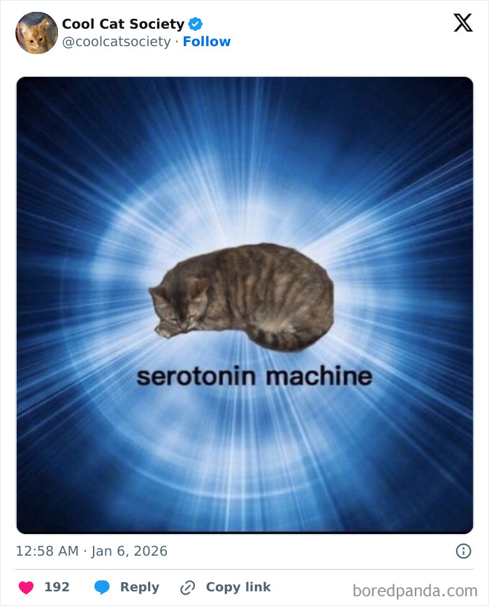 Sleeping cat labeled serotonin machine on a bright blue background, illustrating funny memes about how awesome cats are.