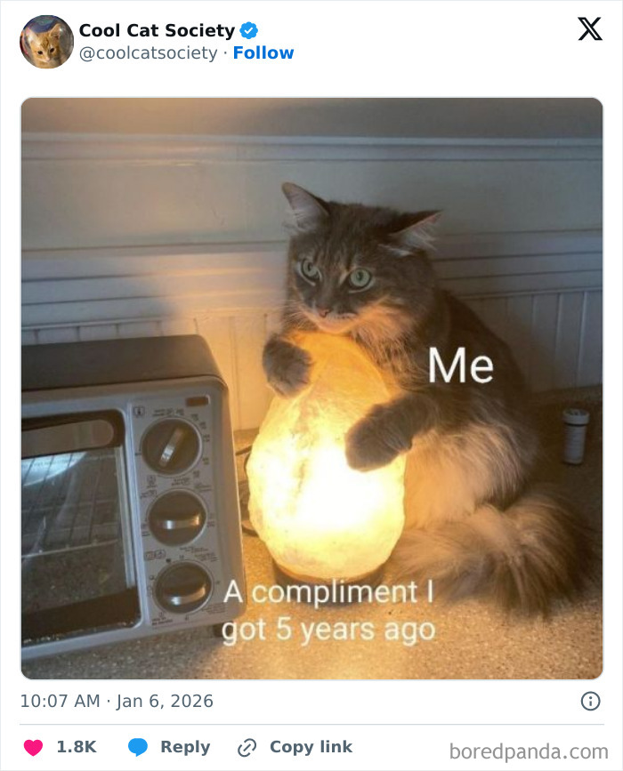 Cat hugging a glowing lamp humorously labeled me and a compliment from five years ago funny memes showing how awesome cats are.