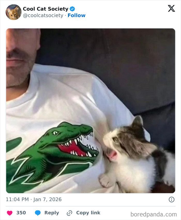 Kitten playfully biting a man's dinosaur graphic shirt showcasing funny memes about how awesome cats are.